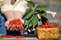5月18日至6月16日，“櫻桃之約”邀你共赴！